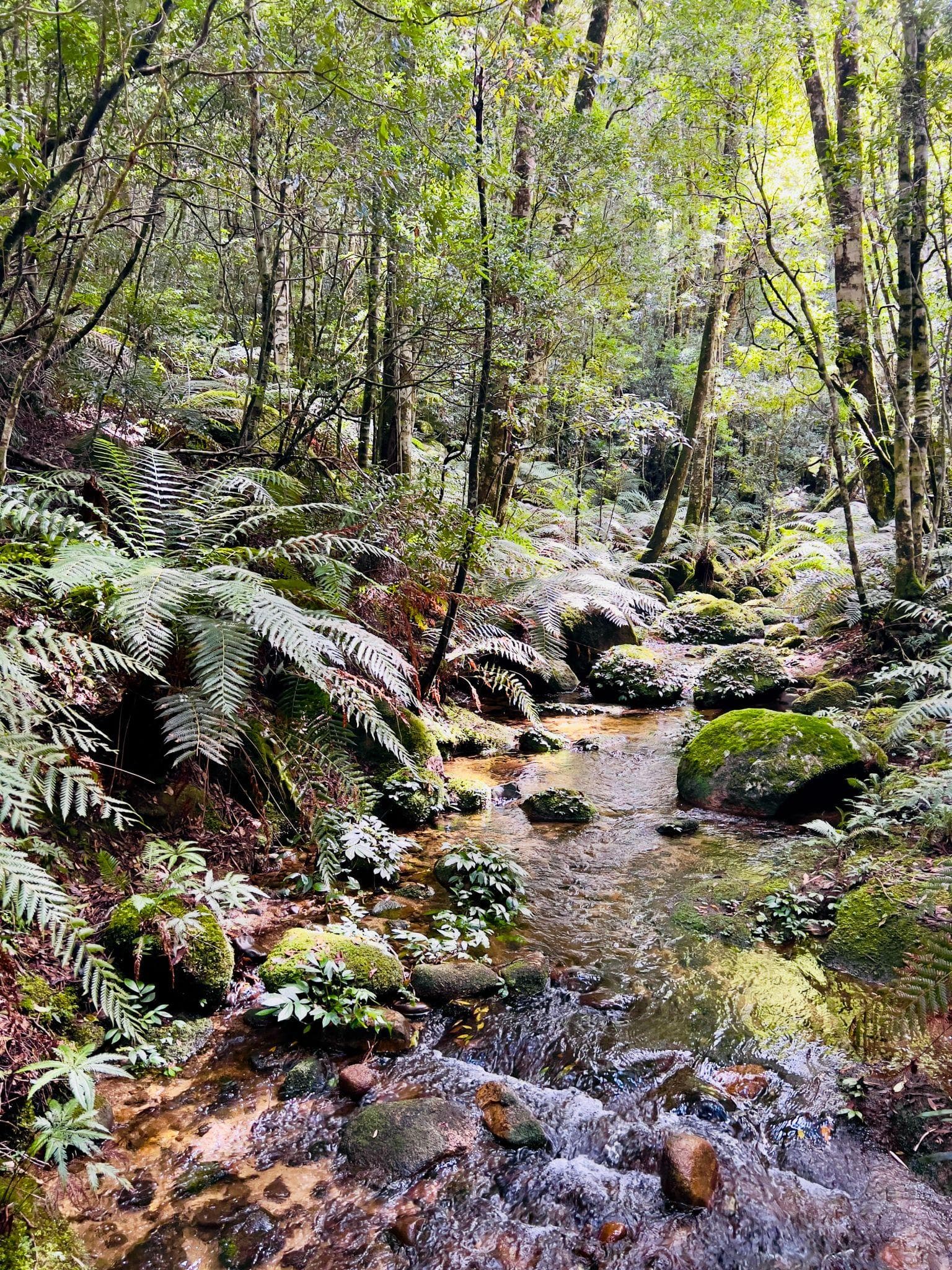 North Queensland rainforest stream and forest floor
